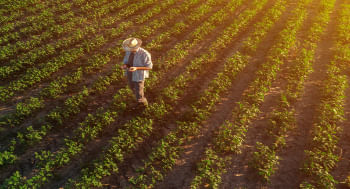 Agronomia manejo de cultivares e nutricao de plantas.jpg